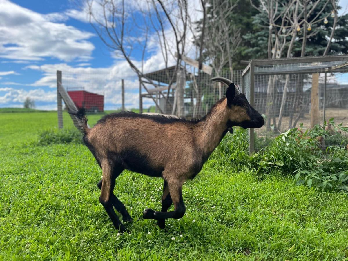 Gîte - La ruée vers l’orge Trois-Rivières Esterno foto