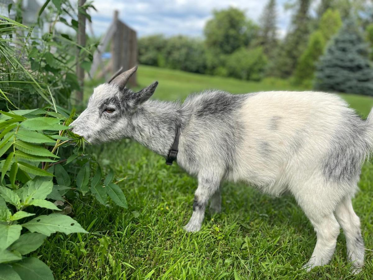 Gîte - La ruée vers l’orge Trois-Rivières Esterno foto
