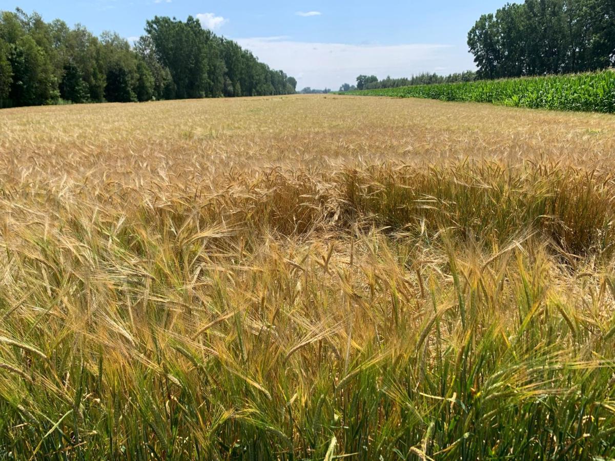 Gîte - La ruée vers l’orge Trois-Rivières Esterno foto